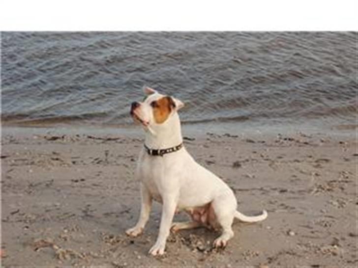 Amerikansk bulldog Bono R.I.P 2007- 2010 - her ser i Bono`s mor som hedder Norma. billede 16