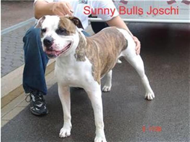 Amerikansk bulldog Bono R.I.P 2007- 2010 - her ser i så Bono´s farfar som hedder Joschi. billede 17