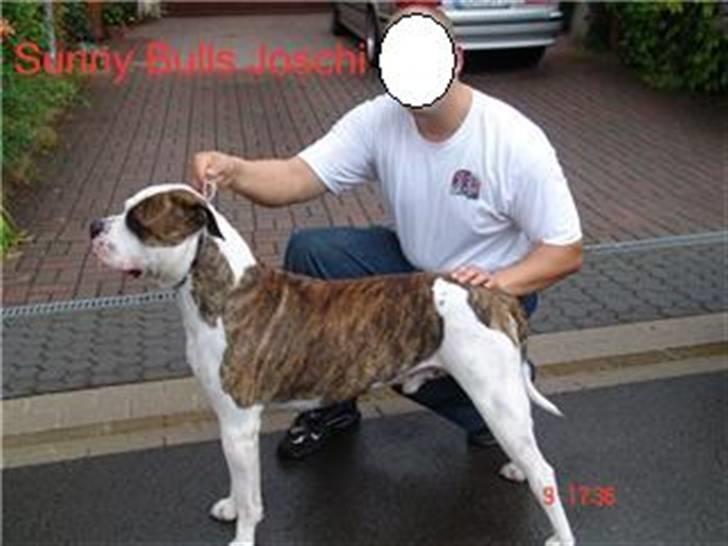 Amerikansk bulldog Bono R.I.P 2007- 2010 - farfaren Joschi. billede 18