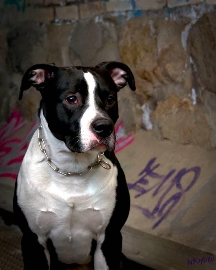 Amerikansk staffordshire terrier Kuno billede 1