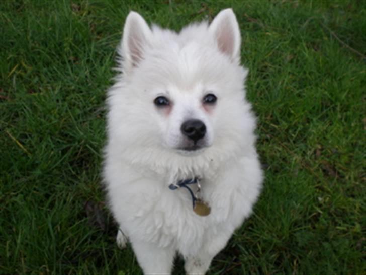 Volpino italiano Sofus (San Giovanni) - 13 uger billede 1