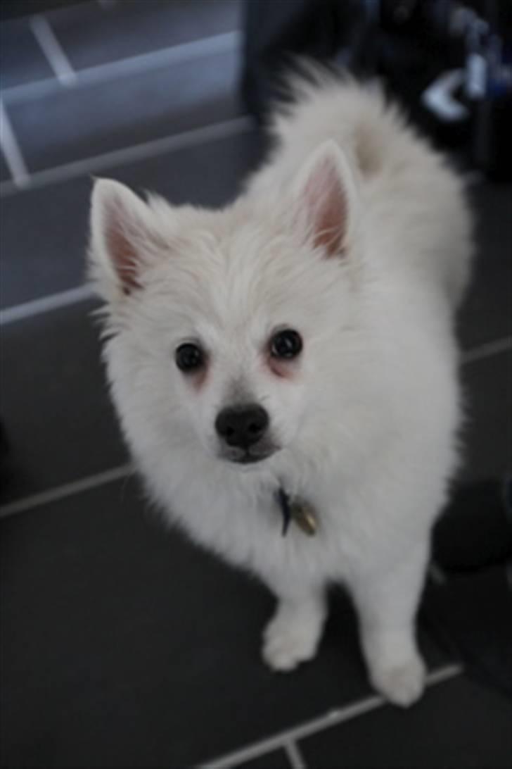 Volpino italiano Sofus (San Giovanni) billede 2