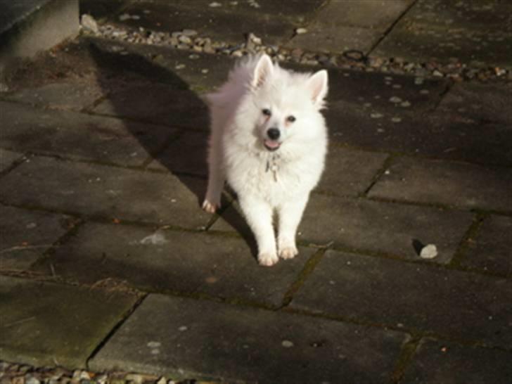 Volpino italiano Sofus (San Giovanni) billede 3
