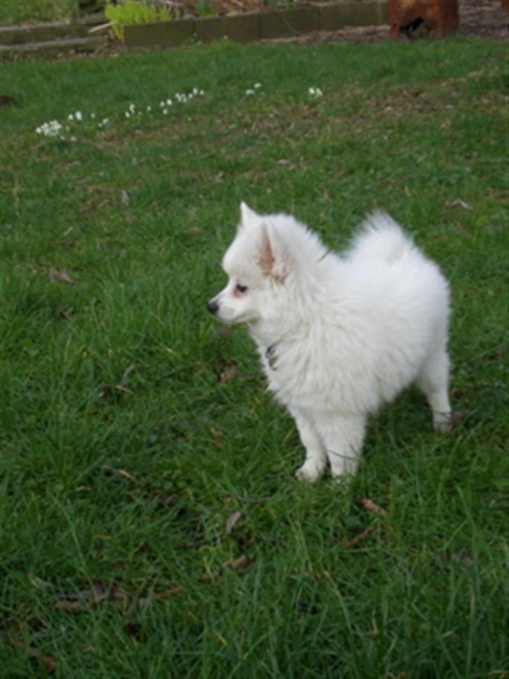 Volpino italiano Sofus (San Giovanni) billede 4