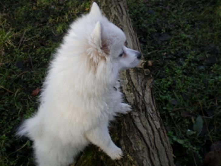 Volpino italiano Sofus (San Giovanni) billede 5