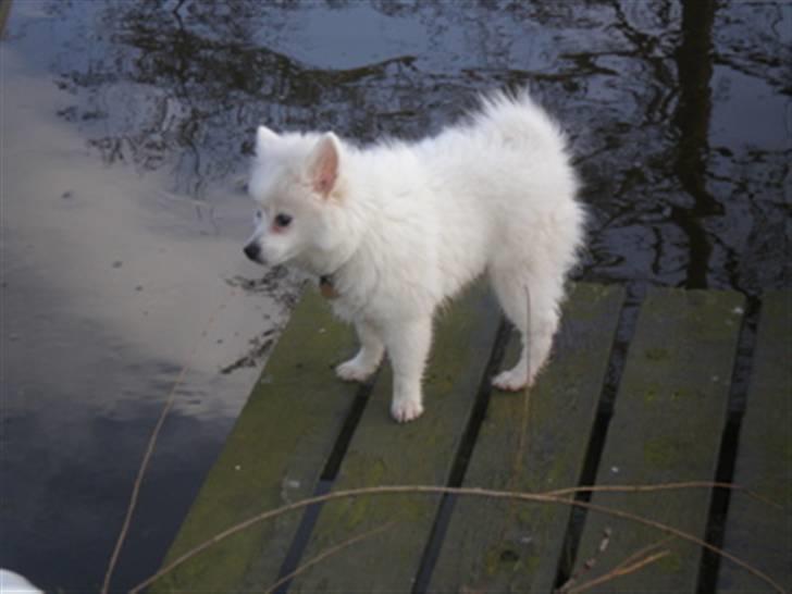 Volpino italiano Sofus (San Giovanni) billede 6