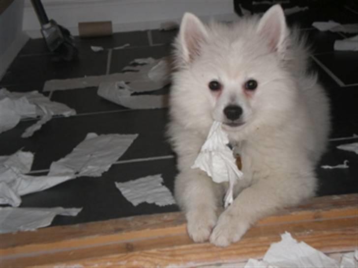Volpino italiano Sofus (San Giovanni) - keder sig gør man ikke billede 7