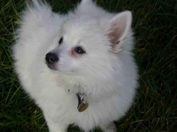 Volpino italiano Sofus (San Giovanni) billede 8