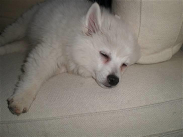 Volpino italiano Sofus (San Giovanni) - lur påsofaen billede 9