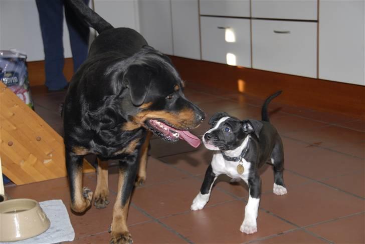 Amerikansk staffordshire terrier Kuno - Første møde med de gamles Rotte (Ichi) billede 2