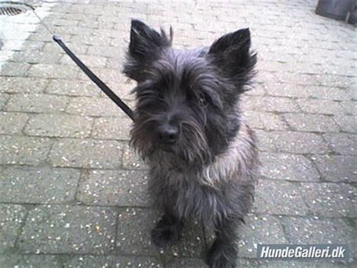 Cairn terrier Buster billede 11