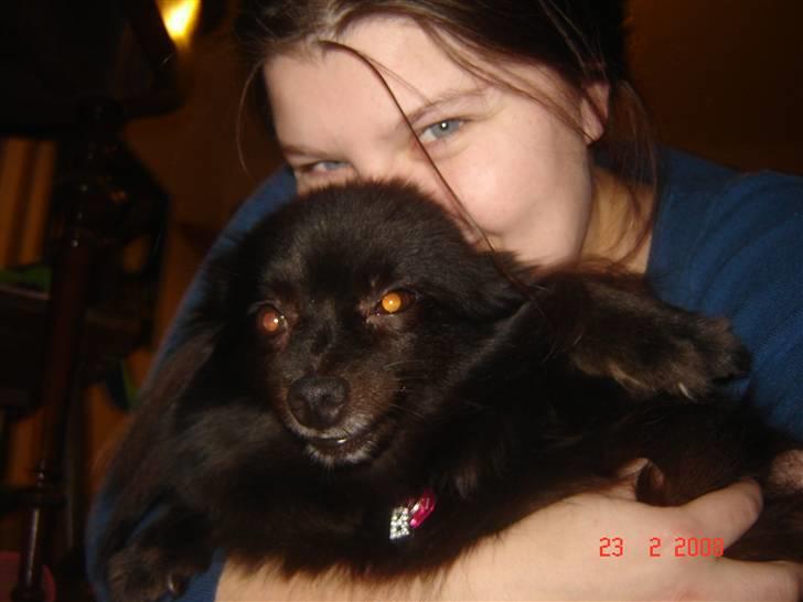 Kleinspitz bekki billede 19