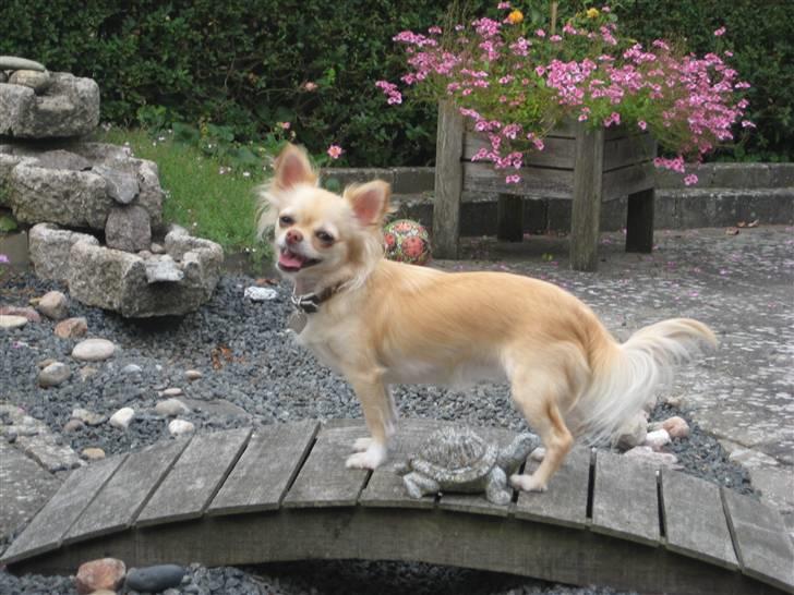 Chihuahua Tula *ArosInnovationAida* (himmelhund) - aug 2009 billede 1