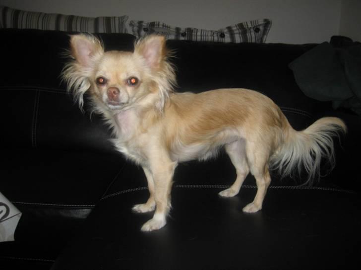 Chihuahua Tula *ArosInnovationAida* (himmelhund) - April 2009 billede 2