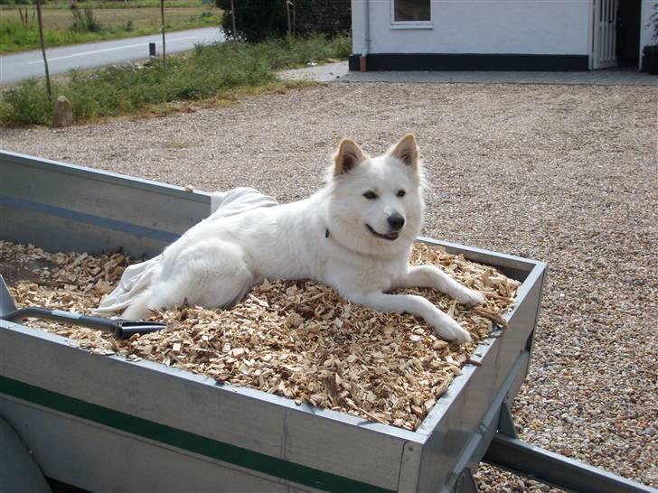 Blanding af racer Milo billede 1