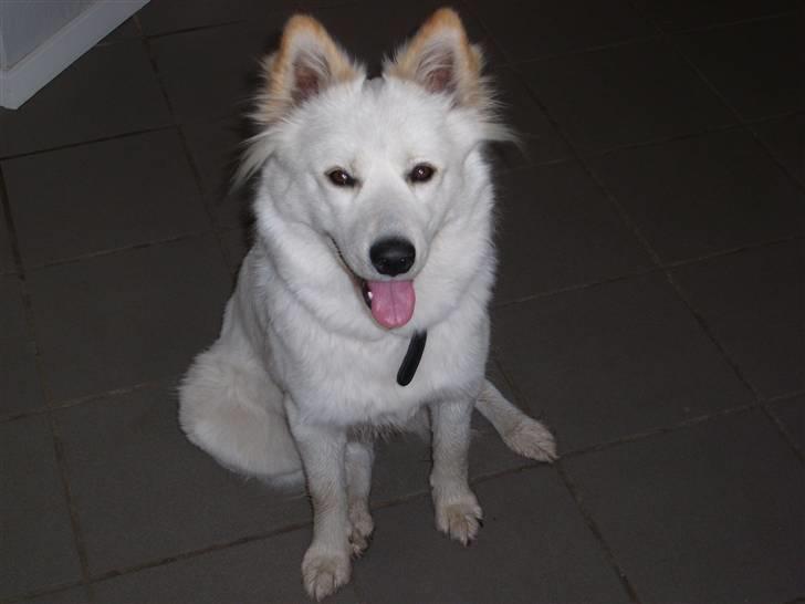 Blanding af racer Milo billede 2