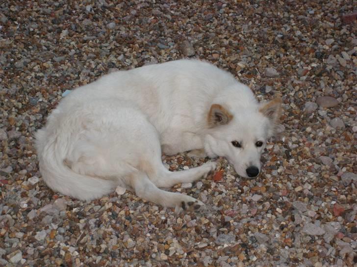 Blanding af racer Milo billede 3