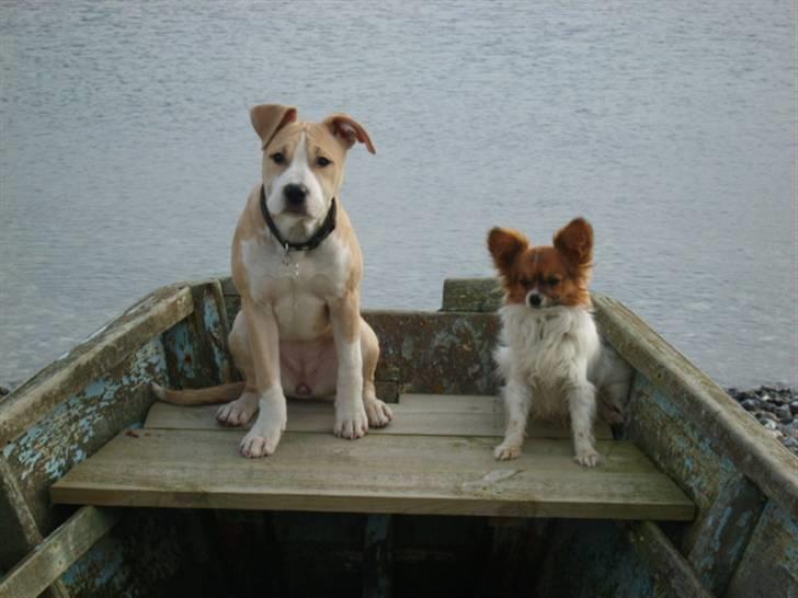 Papillon Gizmo billede 10