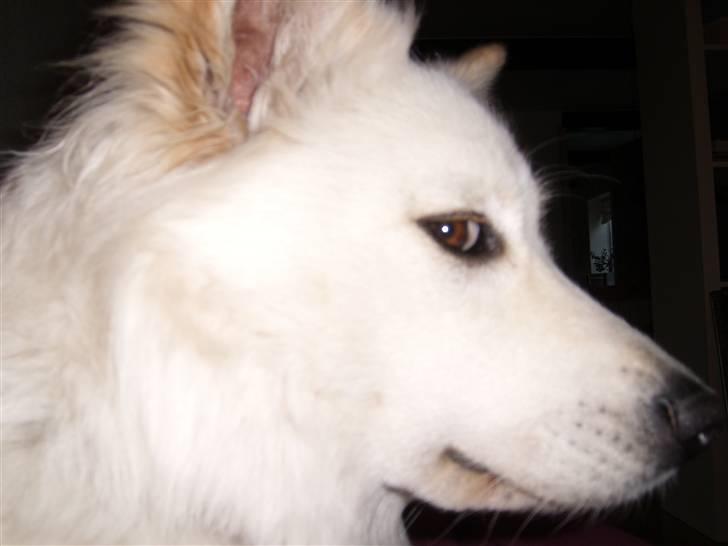 Blanding af racer Milo billede 4