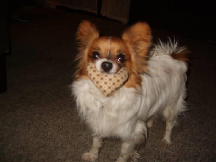 Papillon Gizmo billede 11