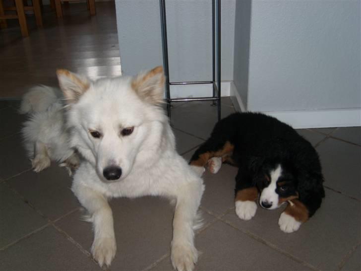 Blanding af racer Milo billede 5