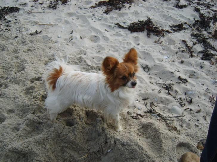 Papillon Gizmo billede 12