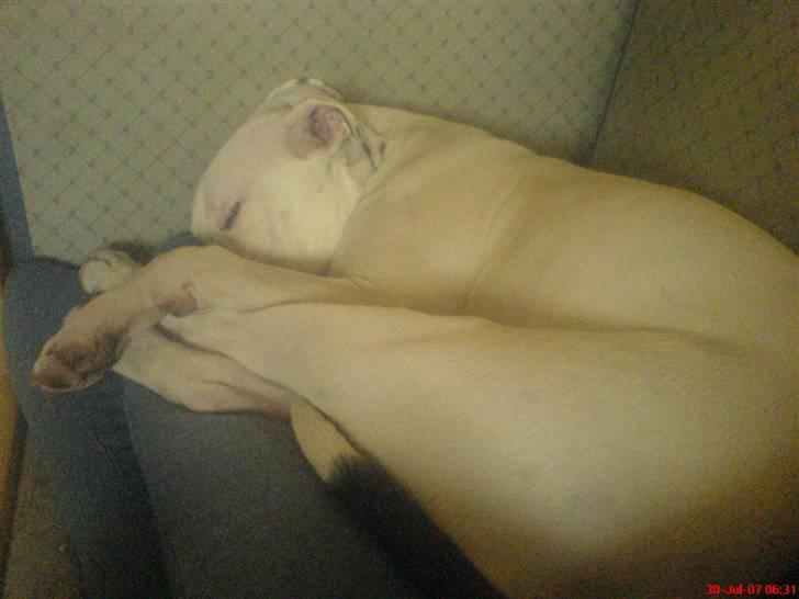 Amerikansk bulldog Semi billede 1