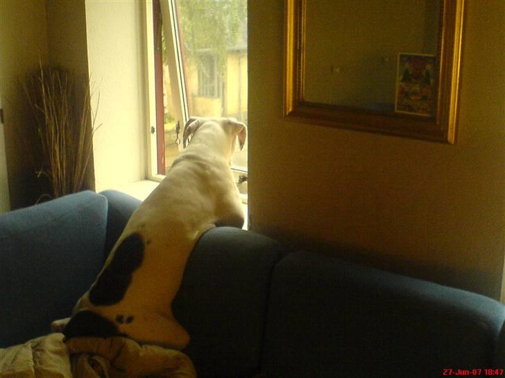 Amerikansk bulldog Semi billede 2