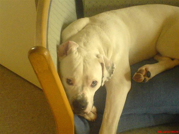 Amerikansk bulldog Semi billede 3