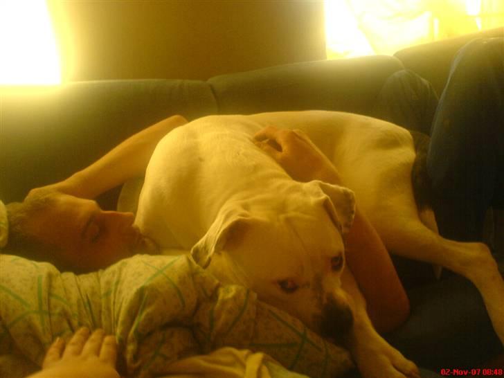 Amerikansk bulldog Semi billede 4