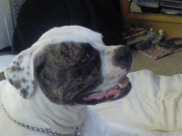 Amerikansk bulldog Winnie billede 1