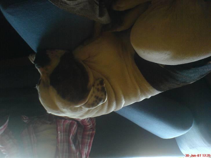 Amerikansk bulldog Winnie billede 2