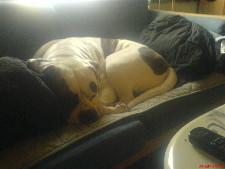 Amerikansk bulldog Winnie billede 3