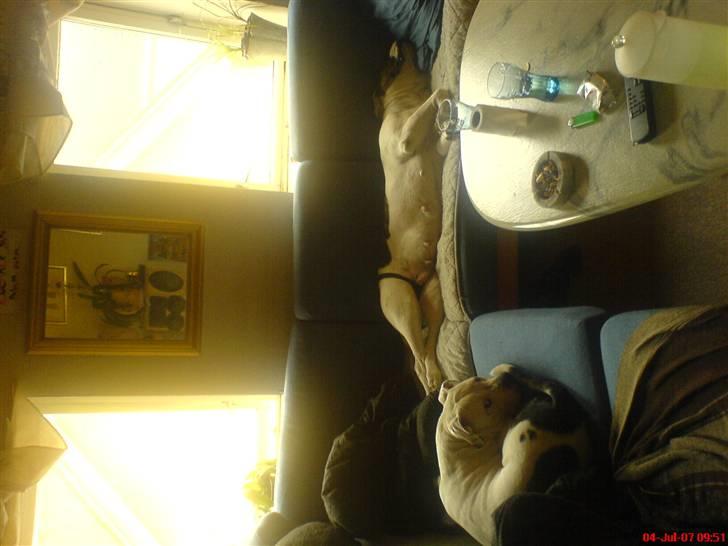 Amerikansk bulldog Winnie billede 4