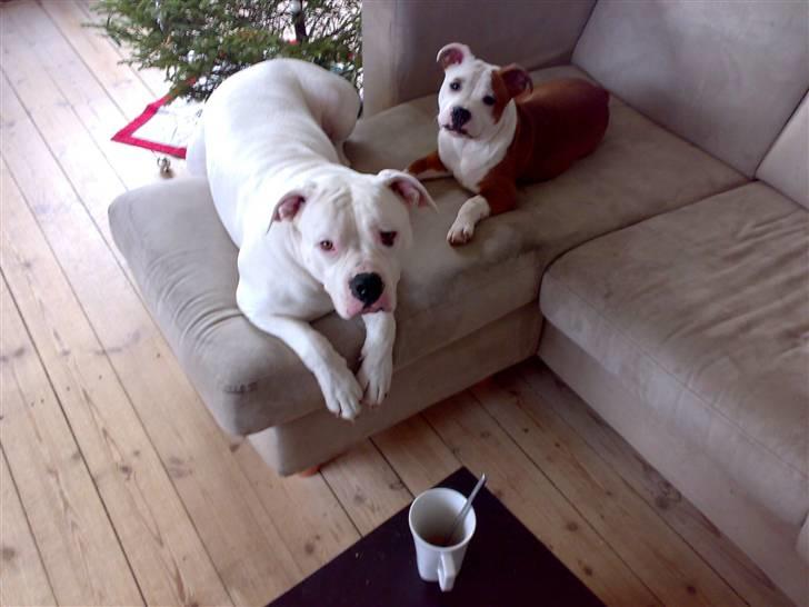 Amerikansk bulldog Aisha - AISHA OG BEDSTE VEN THOR (sbt) ER OGSÅ PÅ HG billede 1