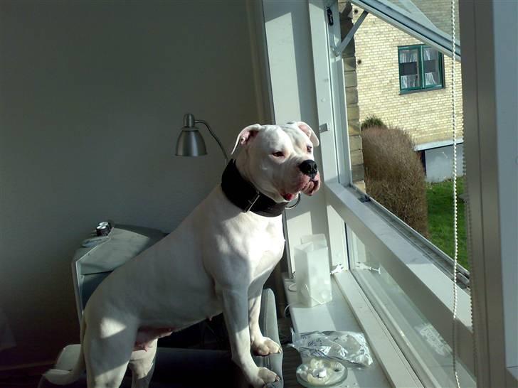 Amerikansk bulldog Aisha billede 2