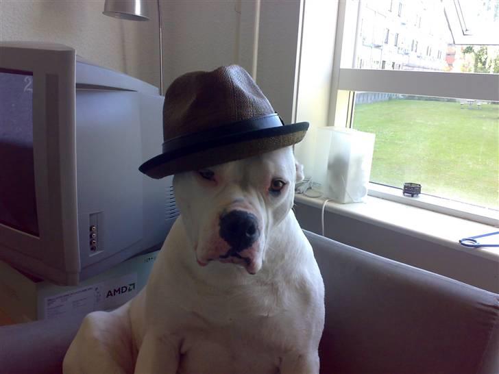 Amerikansk bulldog Aisha - LIDT COOL HR MAN VEL AT VÆRE::: HEHE billede 4