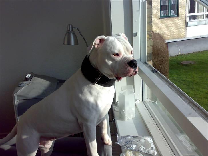 Amerikansk bulldog Aisha billede 7