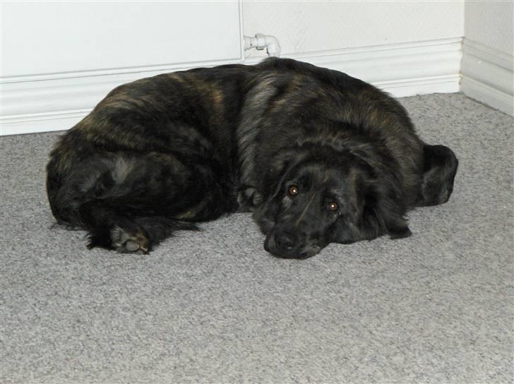 Blanding af racer Diva billede 20