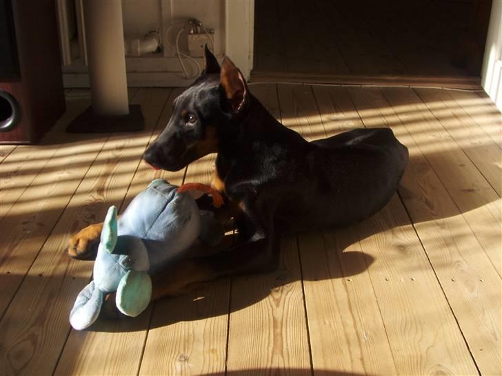 Dobermann Dalí - 12 uger  billede 6