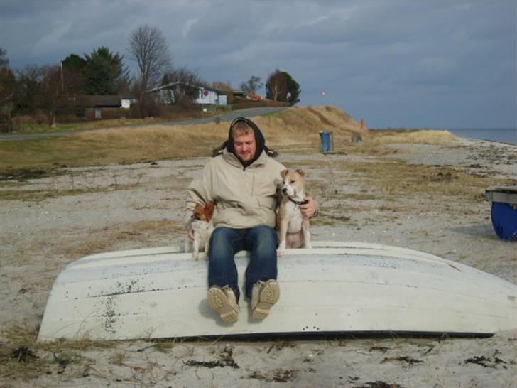 Papillon Gizmo billede 16