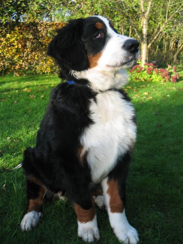 Berner sennenhund Frida R.I.P. billede 1