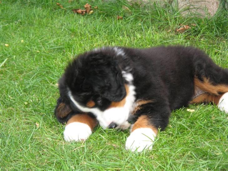 Berner sennenhund Frida R.I.P. billede 2