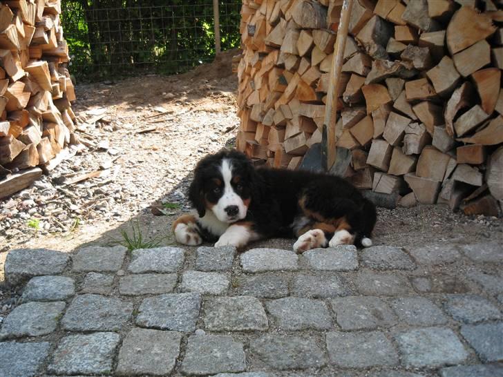 Berner sennenhund Frida R.I.P. billede 3