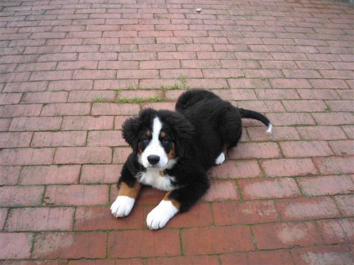 Berner sennenhund Frida R.I.P. billede 4