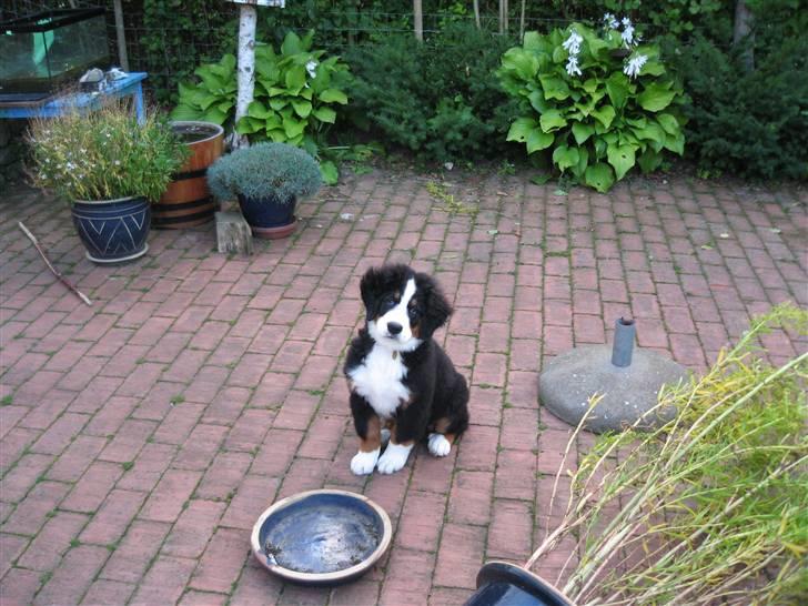 Berner sennenhund Frida R.I.P. billede 5