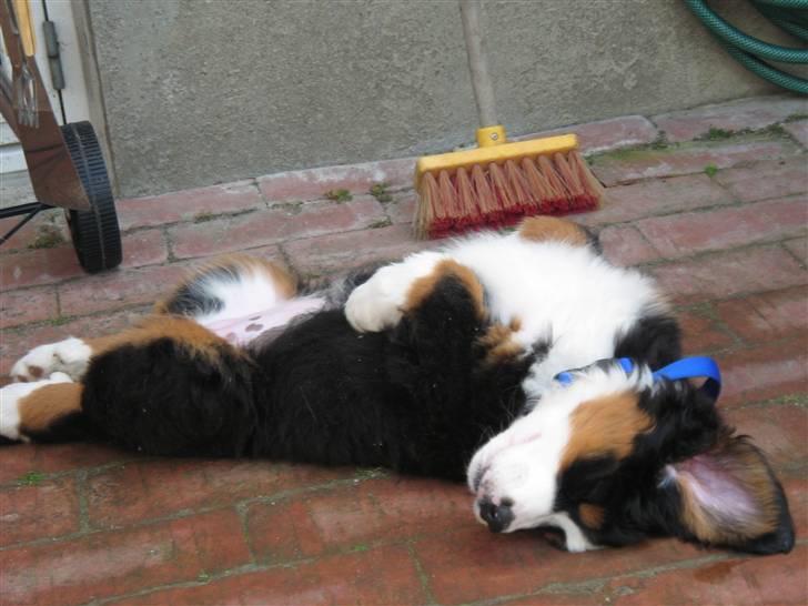 Berner sennenhund Frida R.I.P. billede 6