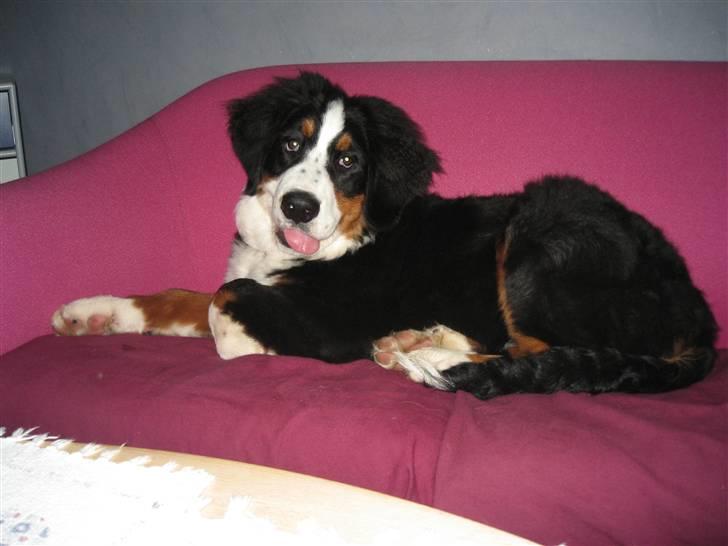 Berner sennenhund Frida R.I.P. billede 7