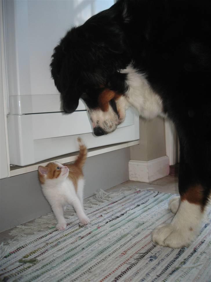 Berner sennenhund Frida R.I.P. billede 8