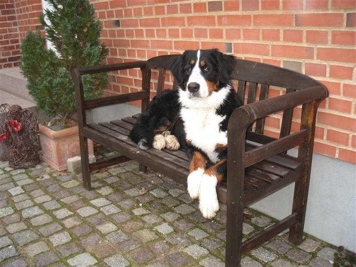 Berner sennenhund Frida R.I.P. billede 9